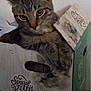 cat, kitten, tabby_cat, cardboard_box, packaging, fur, whiskers, ears, eyes, paws, indoor, wall, closeup, portrait, pet, looking_at_camera, printed_image, typography, special_kitty, box_handle