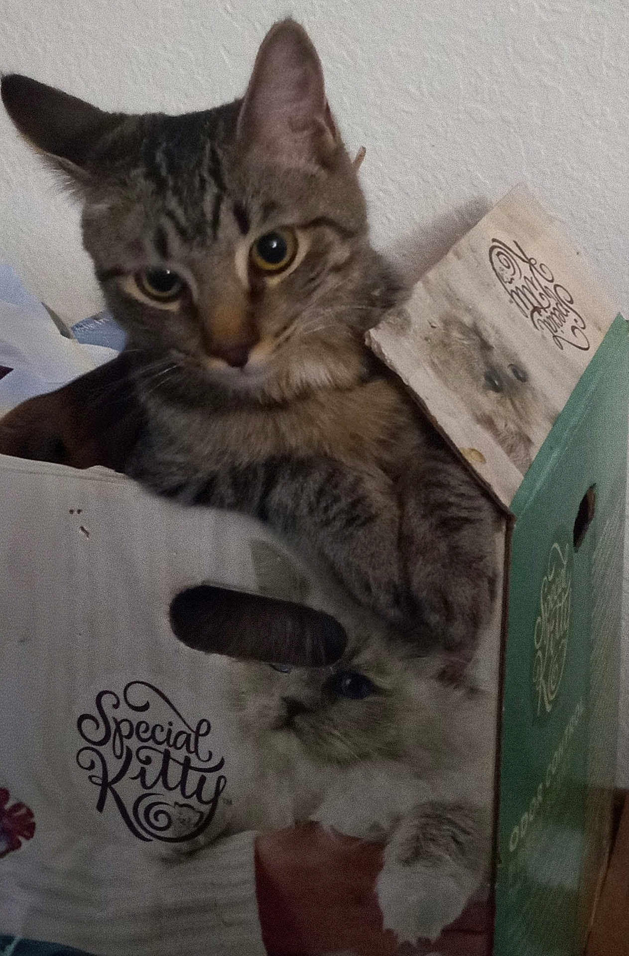 Basch is registered to the contest to win money with this photo: cat, kitten, tabby_cat, cardboard_box, packaging, fur, whiskers, ears, eyes, paws, indoor, wall, closeup, portrait, pet, looking_at_camera, printed_image, typography, special_kitty, box_handle