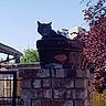 backyard, brick_pillar, cat, chimney, clear_sky, ears, fence, flower_pot, garden, outdoor, perched, pet, portrait, pot, red_leaves, roof, sunlight, tabby_cat, tree, whiskers