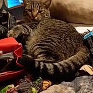 Basch joined the competition — help win amazing prizes! cat, tabby, pet, animal, feline, striped, indoor, blanket, bag, clutter, cozy, resting, fur, tail, ear, sleepy, household, comfort, relaxed, domestic