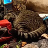 cat, tabby, pet, animal, feline, striped, indoor, blanket, bag, clutter, cozy, resting, fur, tail, ear, sleepy, household, comfort, relaxed, domestic
