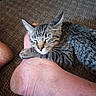 barefoot, carpet, cat, close_up, cozy, domestic_animal, foot, fur, human_foot, indoor, kitten, nap, paw, pet, resting, sleeping, tabby, texture, toes, whiskers