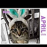 Basch is registered to the contest to win money with this photo: cat, kitten, bunny_ears, costume, chair, calendar, text_overlay, purple_text, tabby_cat, pet, cute, animal, indoor, furniture, portrait, closeup, ears, soft_fur, holiday, april