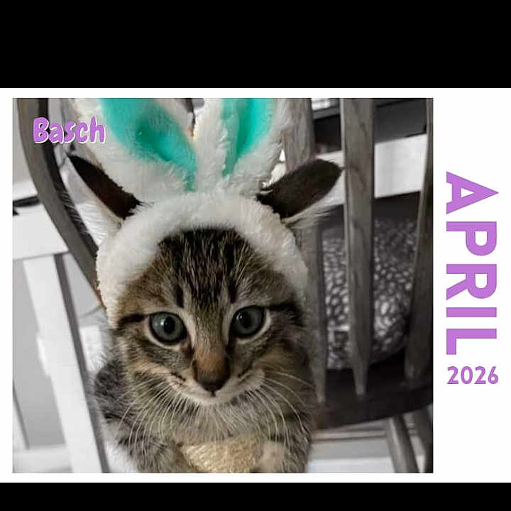 Basch is registered to the contest to win money with this photo: cat, kitten, bunny_ears, costume, chair, calendar, text_overlay, purple_text, tabby_cat, pet, cute, animal, indoor, furniture, portrait, closeup, ears, soft_fur, holiday, april