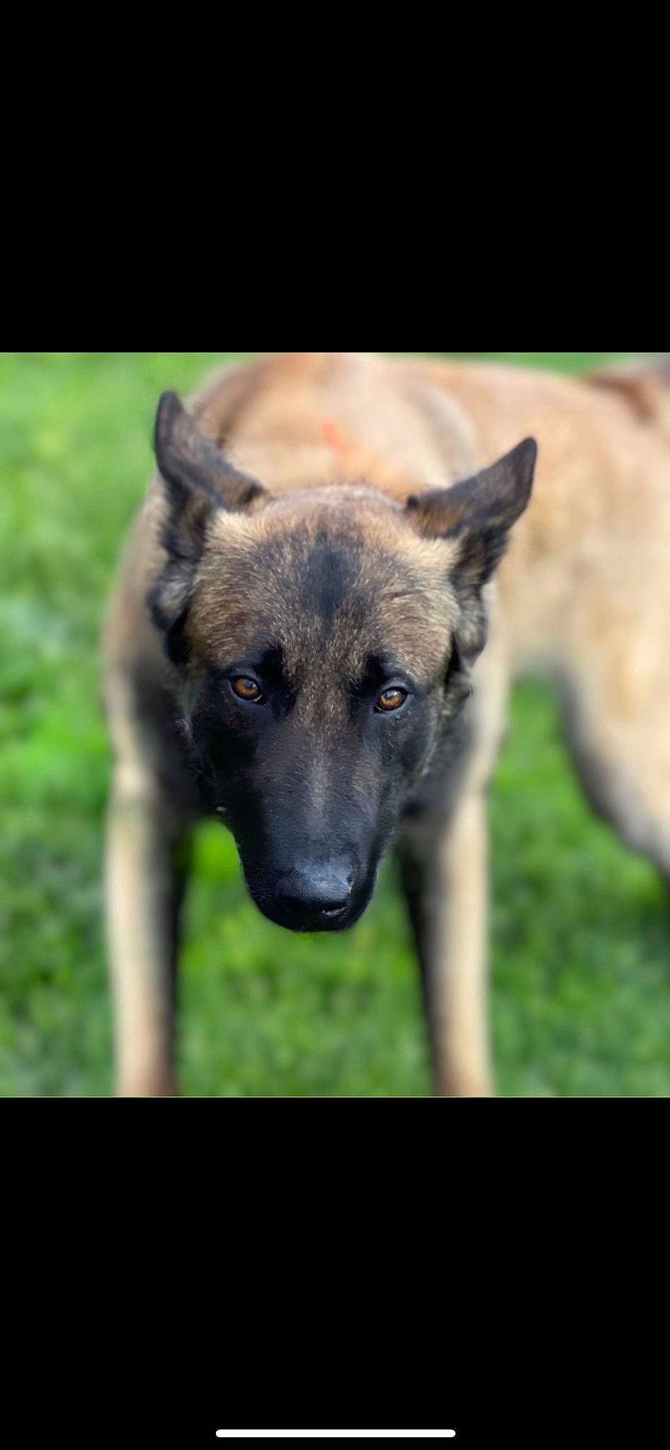 Bandit Sterling joined the competition — help win amazing prizes! ancient_dog_breeds, canidae, carnivore, companion_dog, dog, dog_breed, fawn, fur, german_shepherd_dog, grass, guard_dog, plant, sporting_group, terrestrial_animal, whiskers, working_animal, working_dog