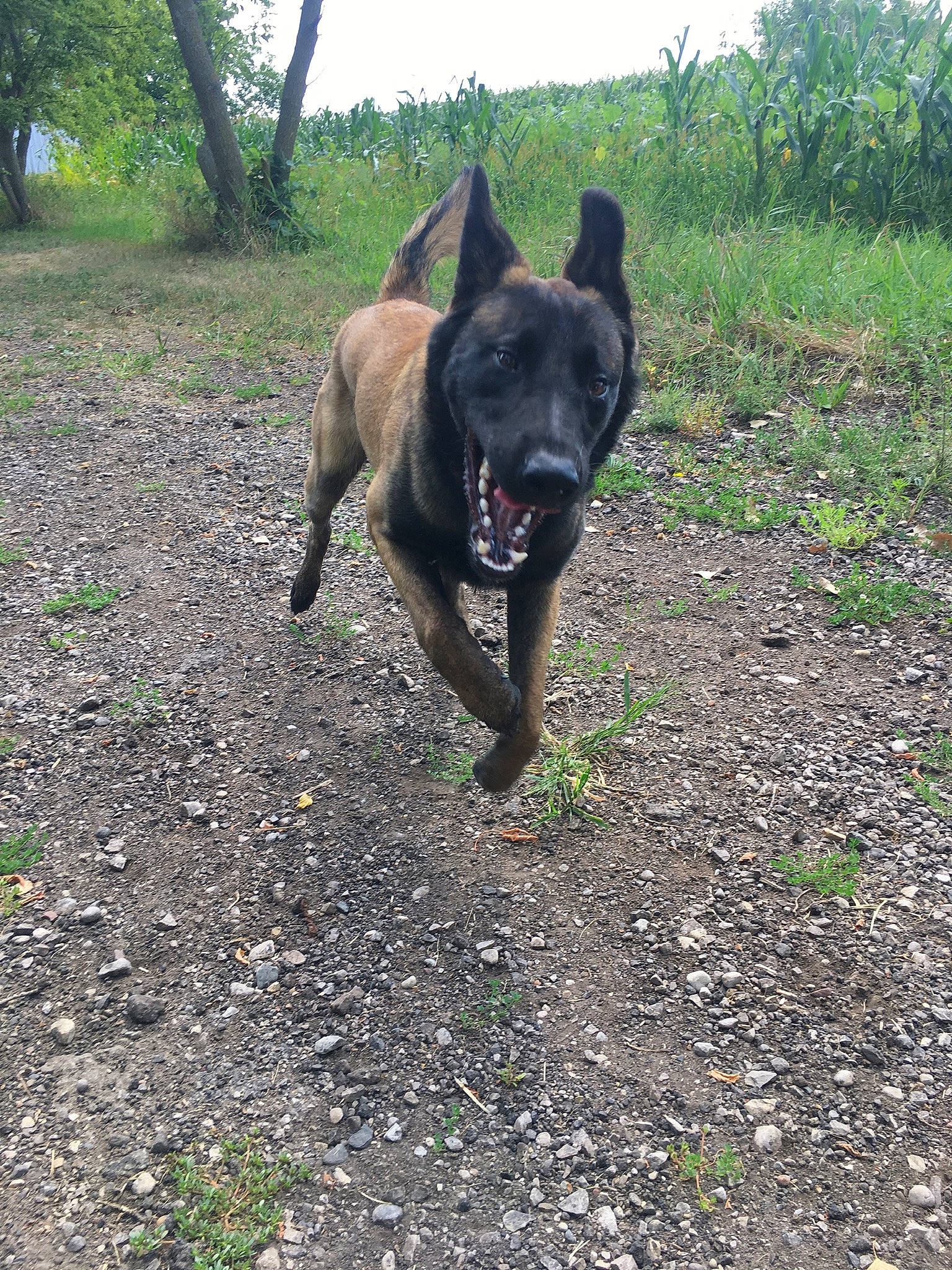 Bandit Sterling joined the competition — help win amazing prizes! adventure, carnivore, collar, companion_dog, dog, dog_breed, east_european_shepherd, fawn, german_shepherd_dog, grass, guard_dog, herding_dog, plant, sky, soil, tail, terrestrial_animal, tree, working_animal, working_dog