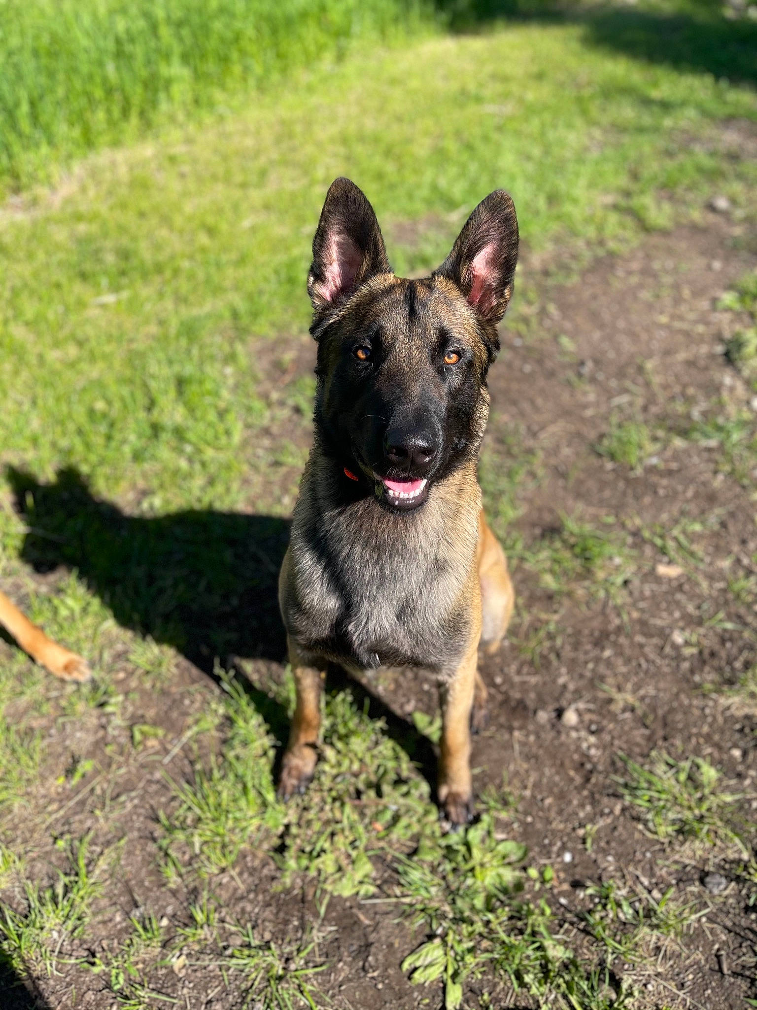 Bandit Sterling is registered to the contest to win money with this photo: canidae, carnivore, companion_dog, dog, dog_breed, dog_collar, eye, fawn, grass, guard_dog, herding_dog, non_sporting_group, plant, snout, soil, sporting_group, tail, terrestrial_animal, working_animal, working_dog