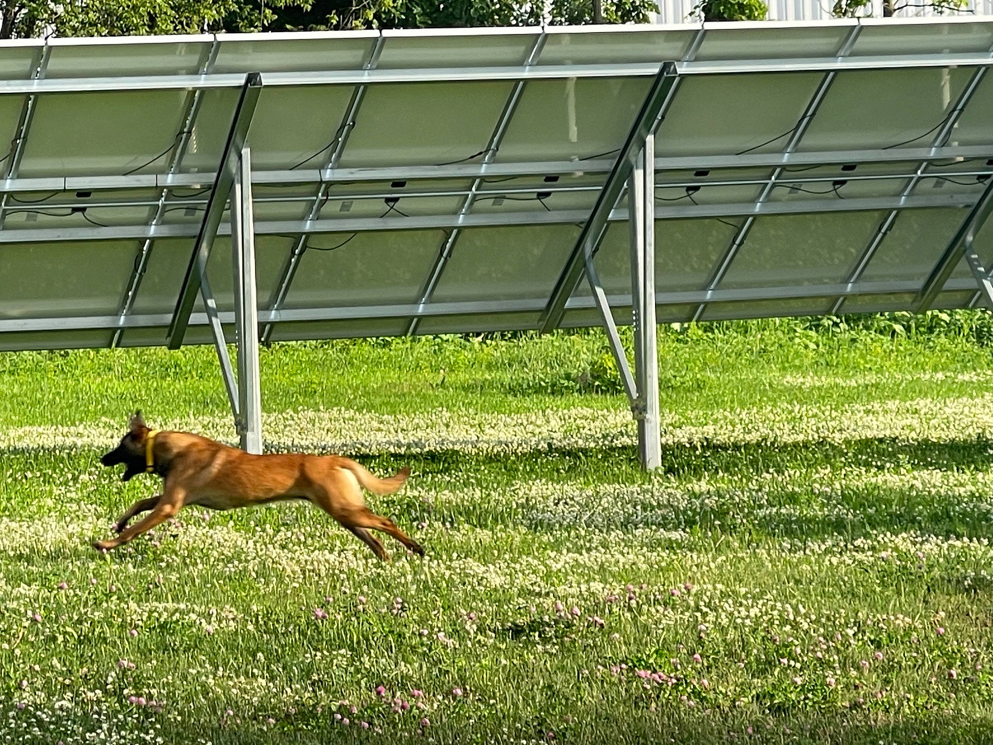 Halo Sterling is registered to the contest to win money with this photo: canidae, carnivore, companion_dog, dog, dog_breed, fawn, grass, grassland, groundcover, landscape, outdoor_bench, outdoor_furniture, pasture, plant, prairie, shade, slope, tail, wood, working_dog