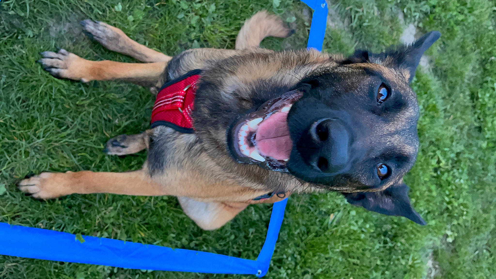 Halo Sterling joined the competition — help win amazing prizes! canidae, carnivore, collar, companion_dog, dog, dog_breed, dog_supply, east_european_shepherd, fawn, german_shepherd_dog, grass, jaw, king_shepherd, mammal, old_german_shepherd_dog, snout, sporting_group, vertebrate, working_animal, working_dog