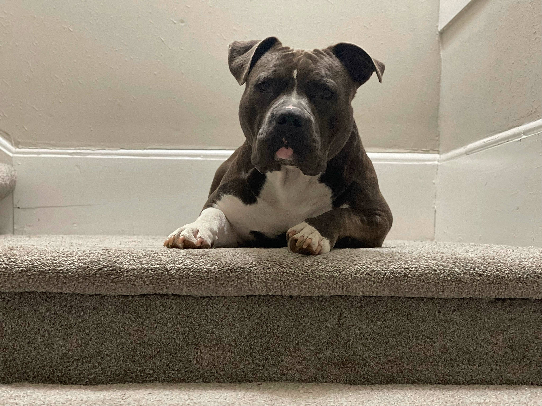 Bentley Sterling is registered to the contest to win money with this photo: boxer, bulldog, canidae, carnivore, comfort, companion_dog, dog, dog_breed, fawn, grey, molosser, paw, snout, sporting_group, terrestrial_animal, whiskers, window, working_animal, working_dog, wrinkle