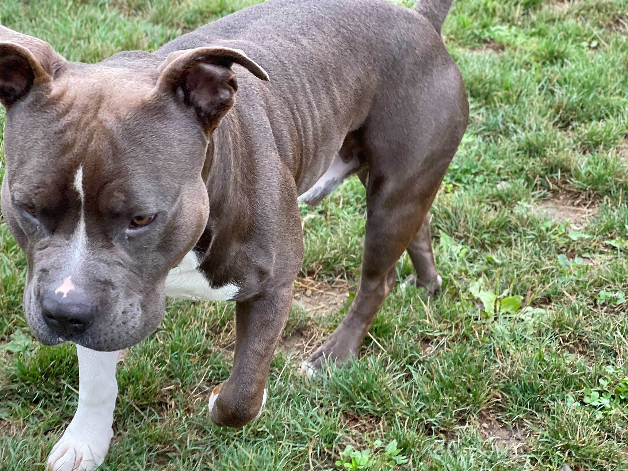 Bentley Sterling joined the competition — help win amazing prizes! ancient_dog_breeds, canidae, carnivore, collar, companion_dog, dog, dog_breed, dog_collar, fawn, grass, liver, molosser, non_sporting_group, plant, snout, sporting_group, terrestrial_animal, whiskers, working_animal, working_dog