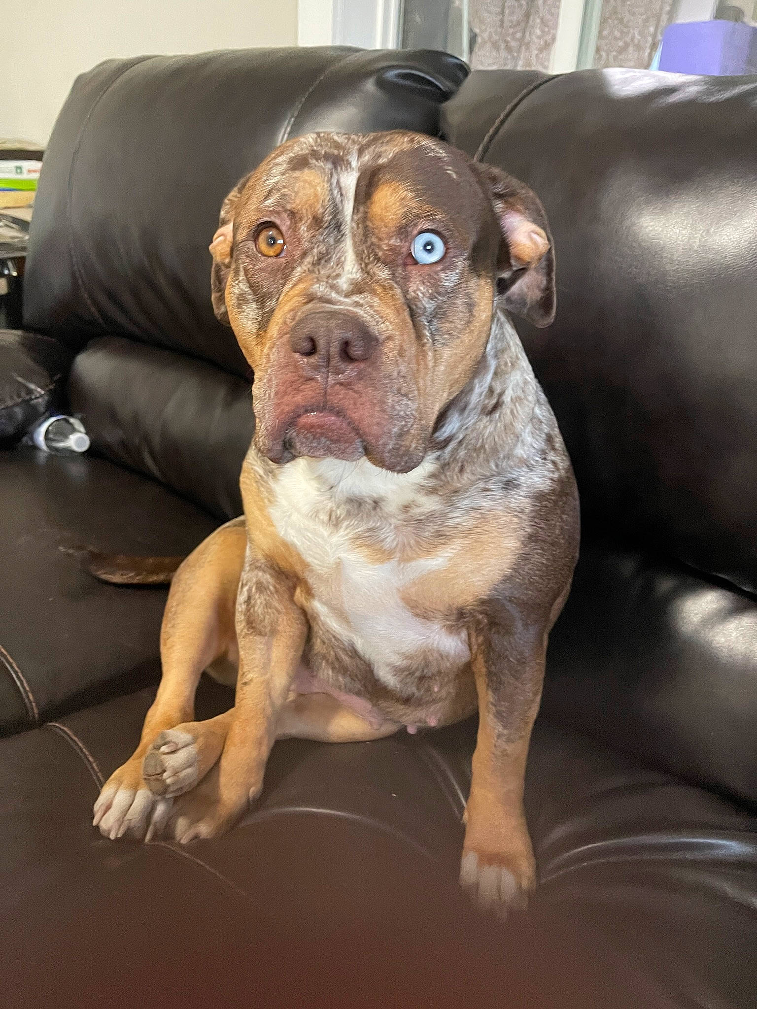 Sinnamyn Sterling is registered to the contest to win money with this photo: bored, boxer, canidae, carnivore, collar, comfort, companion_dog, couch, dog, dog_breed, dog_collar, fawn, fur, liver, snout, sporting_group, whiskers, working_animal, working_dog, wrinkle
