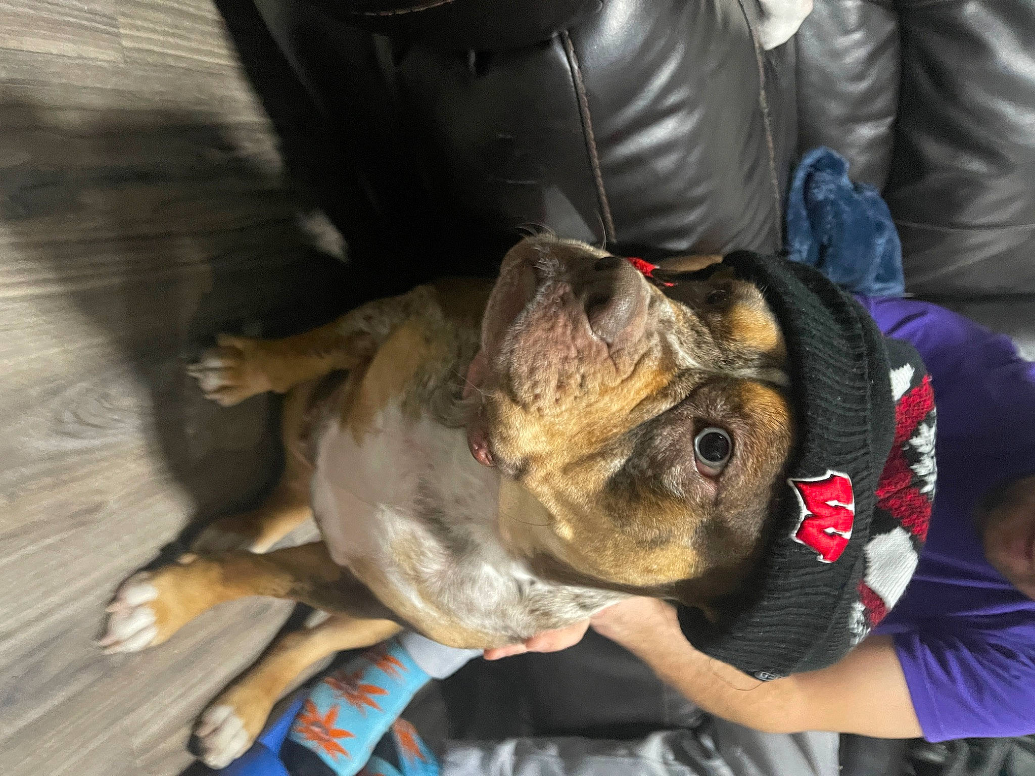 Sinnamyn Sterling joined the competition — help win amazing prizes! amphibian, canidae, carnivore, companion_dog, couch, dog, dog_breed, fawn, flooring, fur, hardwood, non_sporting_group, puppy, snout, sporting_group, terrestrial_animal, wood, working_animal