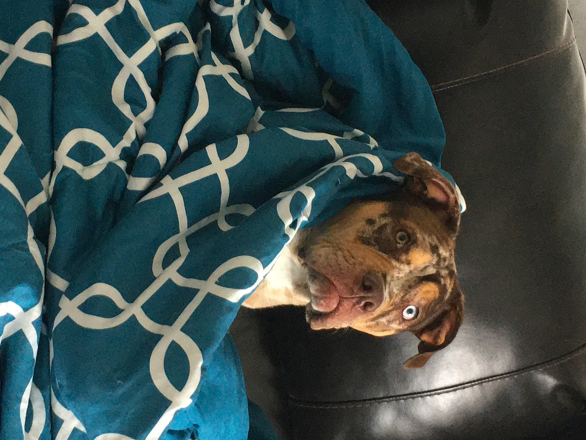 Sinnamyn Sterling joined the competition — help win amazing prizes! canidae, dog_breed, elbow, electric_blue, linens, pattern, sleeve, sporting_group, tree