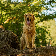 Volt participe au concours pour gagner de l'argent avec cette photo : dog, golden_retriever, pet, animal, portrait, outdoors, forest, woodland, tree, branch, nature, greenery, sunlight, bokeh, sitting, tongue_out, fluffy, happy, brown_fur, wildlife_photography