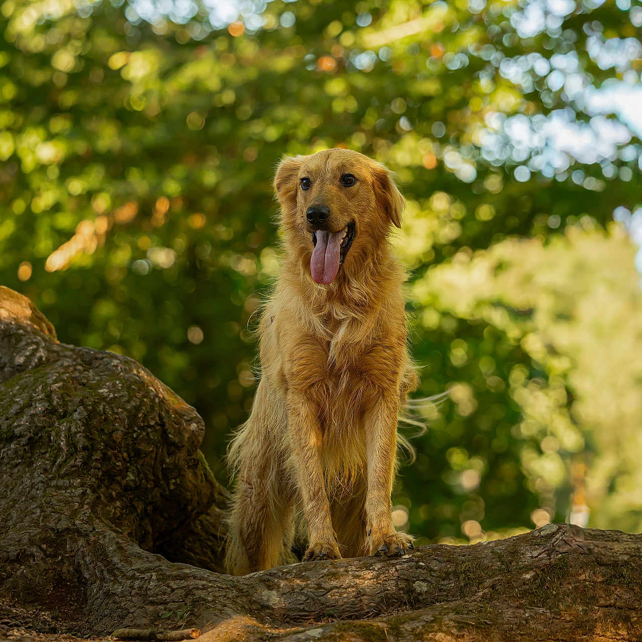 Volt participe au concours pour gagner de l'argent avec cette photo : dog, golden_retriever, pet, animal, portrait, outdoors, forest, woodland, tree, branch, nature, greenery, sunlight, bokeh, sitting, tongue_out, fluffy, happy, brown_fur, wildlife_photography