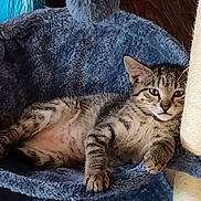 Edward is registered to the contest to win money with this photo: cat, kitten, tabby, pet, animal, feline, resting, blue, fuzzy, cat_bed, toy, pom_pom, indoor, wood_floor, paw, whiskers, ears, cute, relaxed, curious