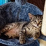cat, kitten, tabby, pet, animal, feline, resting, blue, fuzzy, cat_bed, toy, pom_pom, indoor, wood_floor, paw, whiskers, ears, cute, relaxed, curious