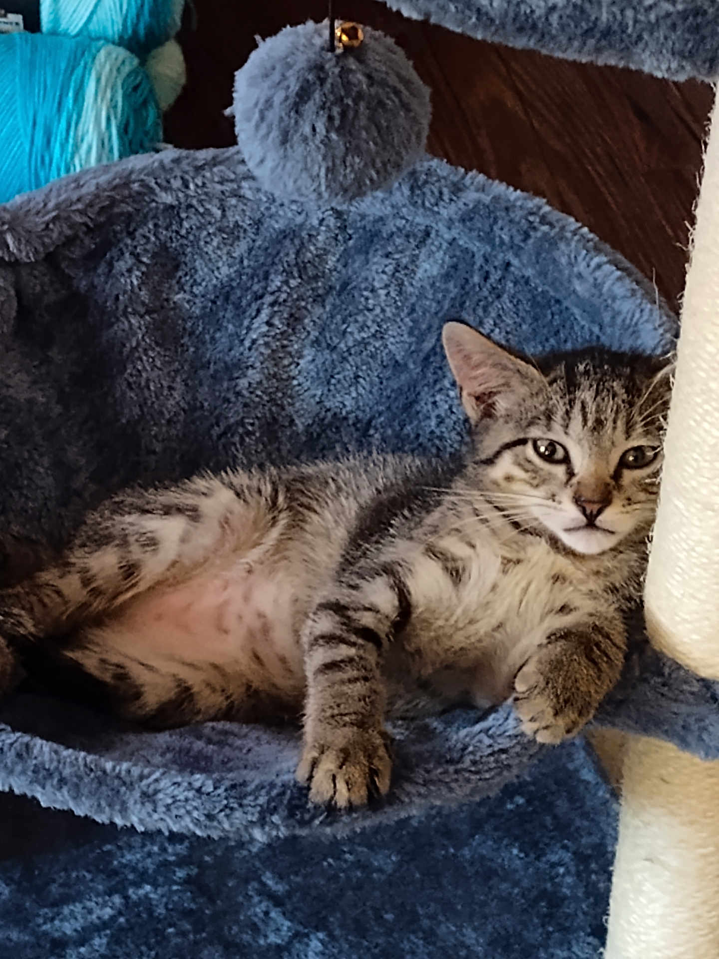Edward is registered to the contest to win money with this photo: cat, kitten, tabby, pet, animal, feline, resting, blue, fuzzy, cat_bed, toy, pom_pom, indoor, wood_floor, paw, whiskers, ears, cute, relaxed, curious