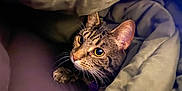 Lucy Purr is registered to the contest to win money with this photo: animal, blanket, cat, closeup, cozy, curious, cute, domestic, feline, fur, indoor, paws, pet, portrait, resting, sleepy, soft, tabby, warm, whiskers