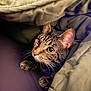 cat, tabby, pet, animal, cozy, blanket, indoor, cute, fur, whiskers, paws, sleepy, resting, domestic, feline, curious, warm, soft, closeup, portrait