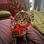 cat, tabby_cat, reindeer_antlers, costume, cape, bed, bedding, pillow, curtain, indoor, pet, animal, feline, whiskers, fur, ears, eyes, face, cute, holiday