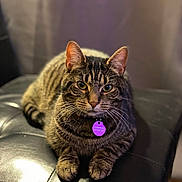 Lucy Purr is registered to the contest to win money with this photo: alert, animal, blurred_background, cat, closeup, collar, ears, feline, focused, indoor, leather_chair, pet, portrait, relaxed, sitting, soft_lighting, striped_fur, tabby_cat, tag, whiskers