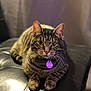 cat, tabby_cat, pet, animal, feline, striped_fur, leather_chair, indoor, portrait, sitting, whiskers, ears, collar, tag, closeup, focused, soft_lighting, blurred_background, relaxed, alert