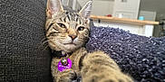 Lucy Purr is registered to the contest to win money with this photo: cat, tabby, pet, indoor, couch, blanket, relaxed, paw, closeup, feline, home, cozy, fur, whiskers, collar, domestic_animal, resting, sleepy, cute, living_room