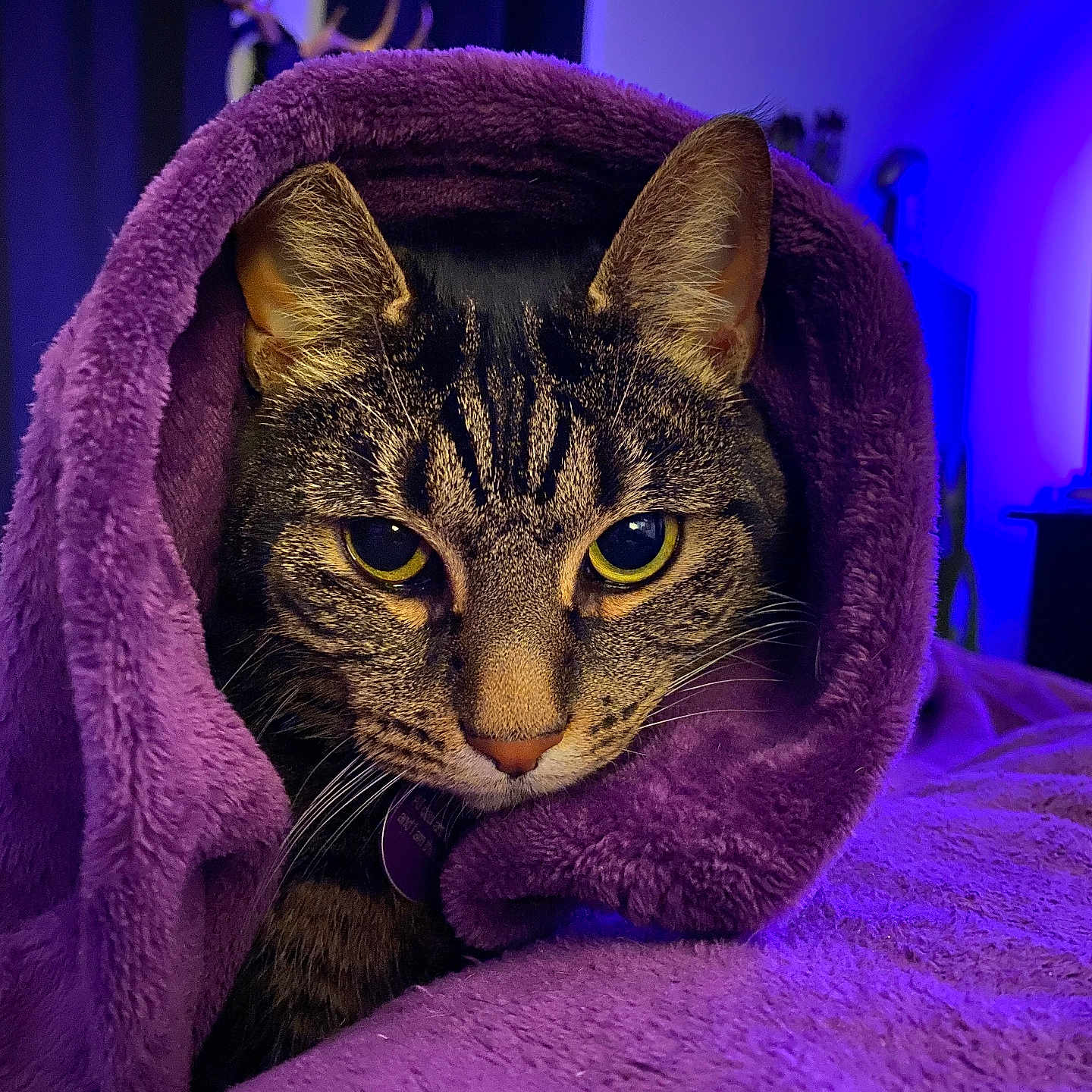 Lucy Purr