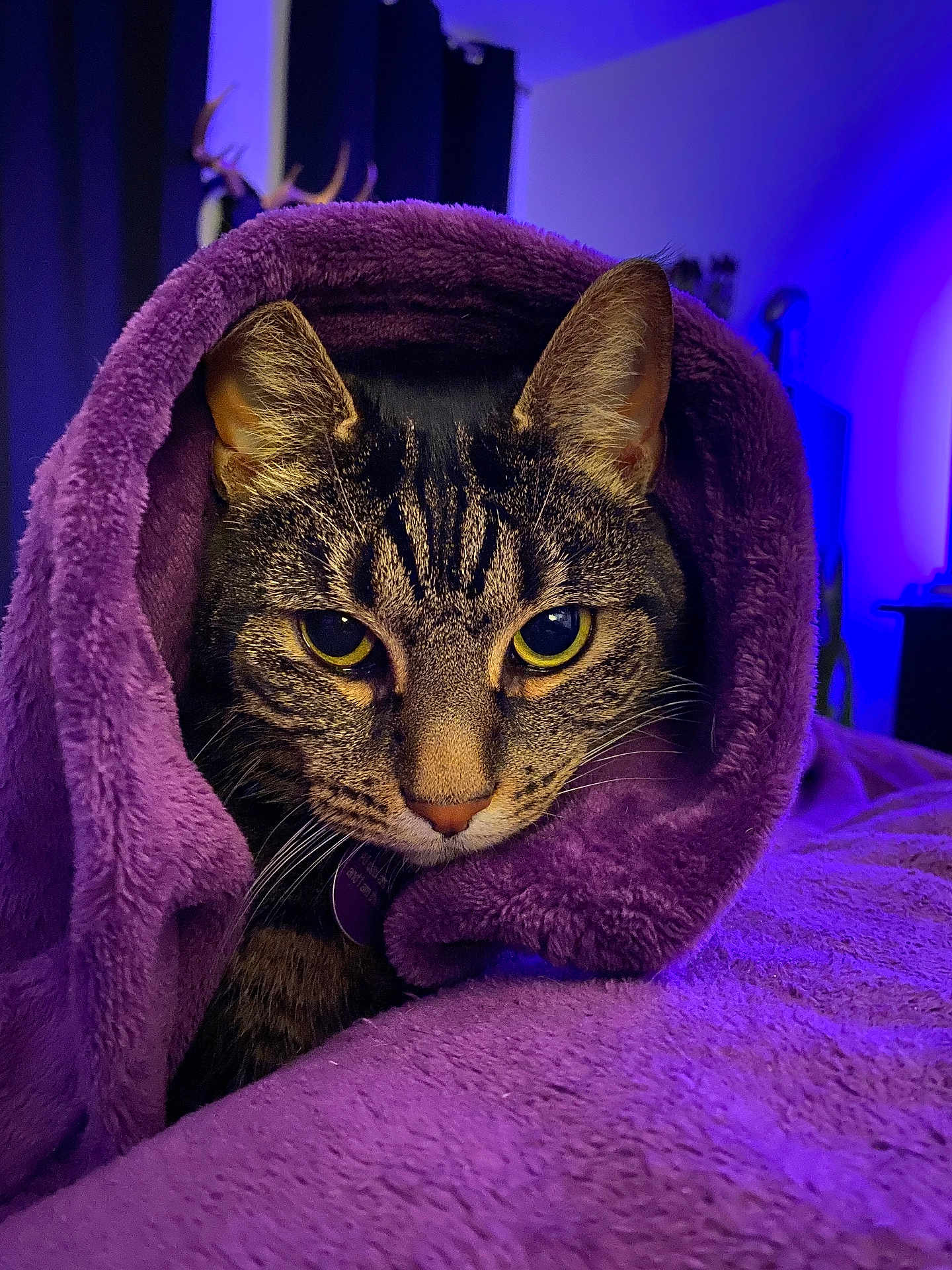 Lucy Purr