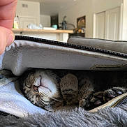 Lucy Purr joined the competition — help win amazing prizes! cat, kitten, sleeping, pouch, zipper, hand, paw, feline, indoor, cozy, resting, cute, fur, pet, closeup, soft, home, relaxed, animal, living_room