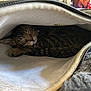 Lucy Purr joined the competition — help win amazing prizes! cat, tabby, sleeping, cozy, pouch, zipper, soft, fur, pet, resting, indoor, animal, cute, relaxed, comfort, feline, closeup, warm, hidden, peaceful