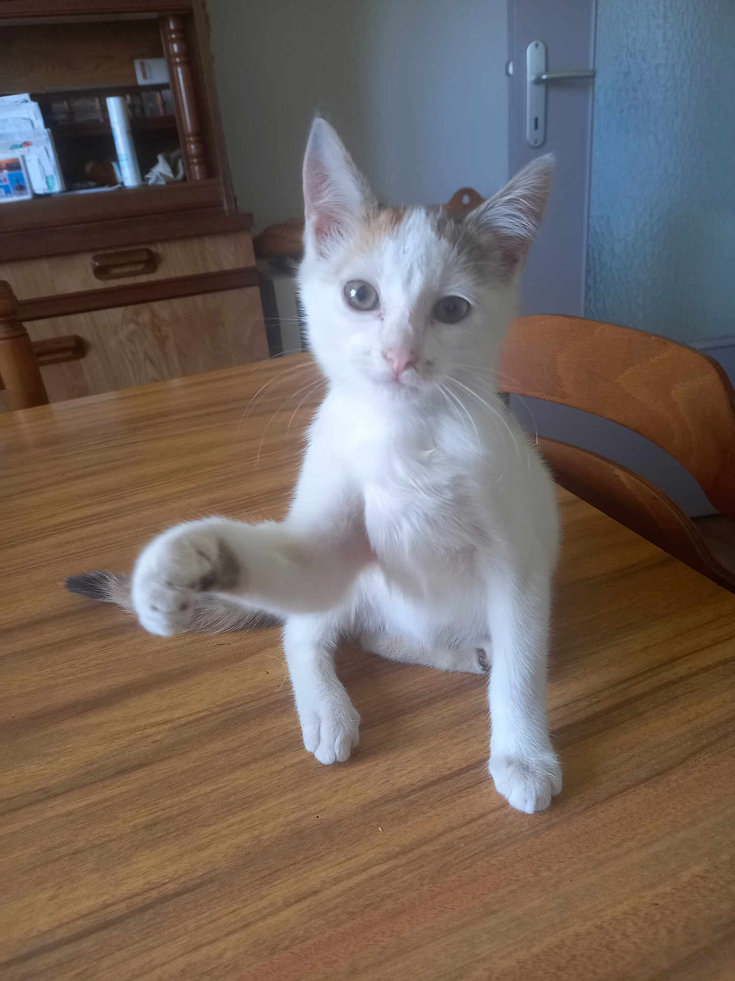 Alba a rejoint le concours — aidez-le/la à gagner de superbes lots ! kitten, cat, white_cat, brown_spots, paw_raised, wooden_table, chair, indoor, home, furniture, door, curious, pet, animal, young_cat, domestic_cat, cute, small, whiskers, ears
