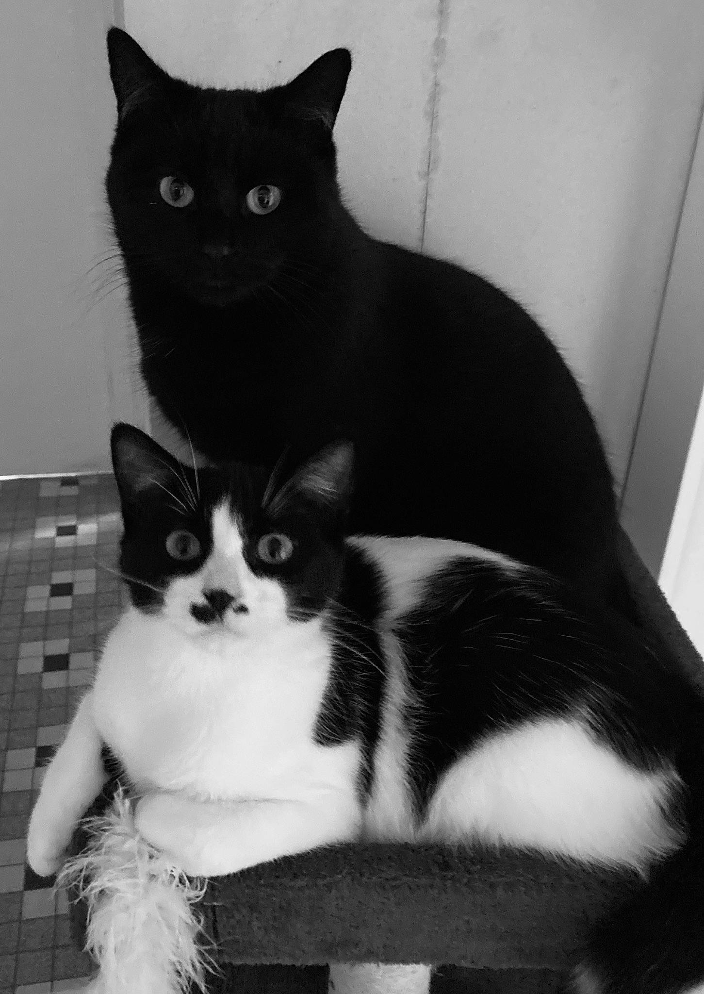 Cahouette a rejoint le concours — aidez-le/la à gagner de superbes lots ! black, black_and_white, box, carnivore, cat, comfort, domestic_short_haired_cat, felidae, fur, grey, iris, monochrome, monochrome_photography, sitting, small_to_medium_sized_cats, snout, style, tail, whiskers, window