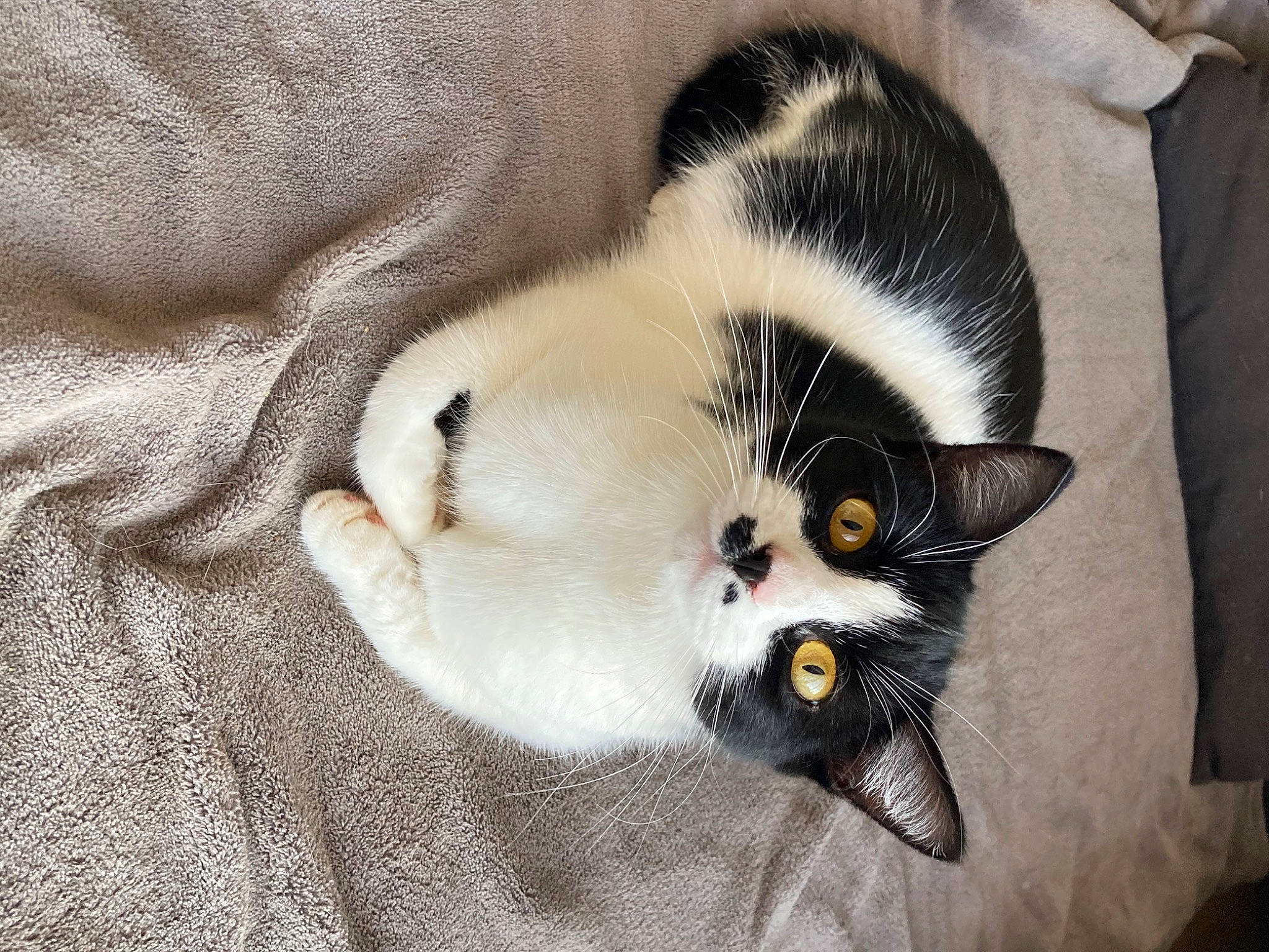 Cahouette a rejoint le concours — aidez-le/la à gagner de superbes lots ! carnivore, cat, cat_supply, claw, comfort, domestic_short_haired_cat, eyelash, fawn, felidae, fur, paw, small_to_medium_sized_cats, snout, suit, tail, whiskers