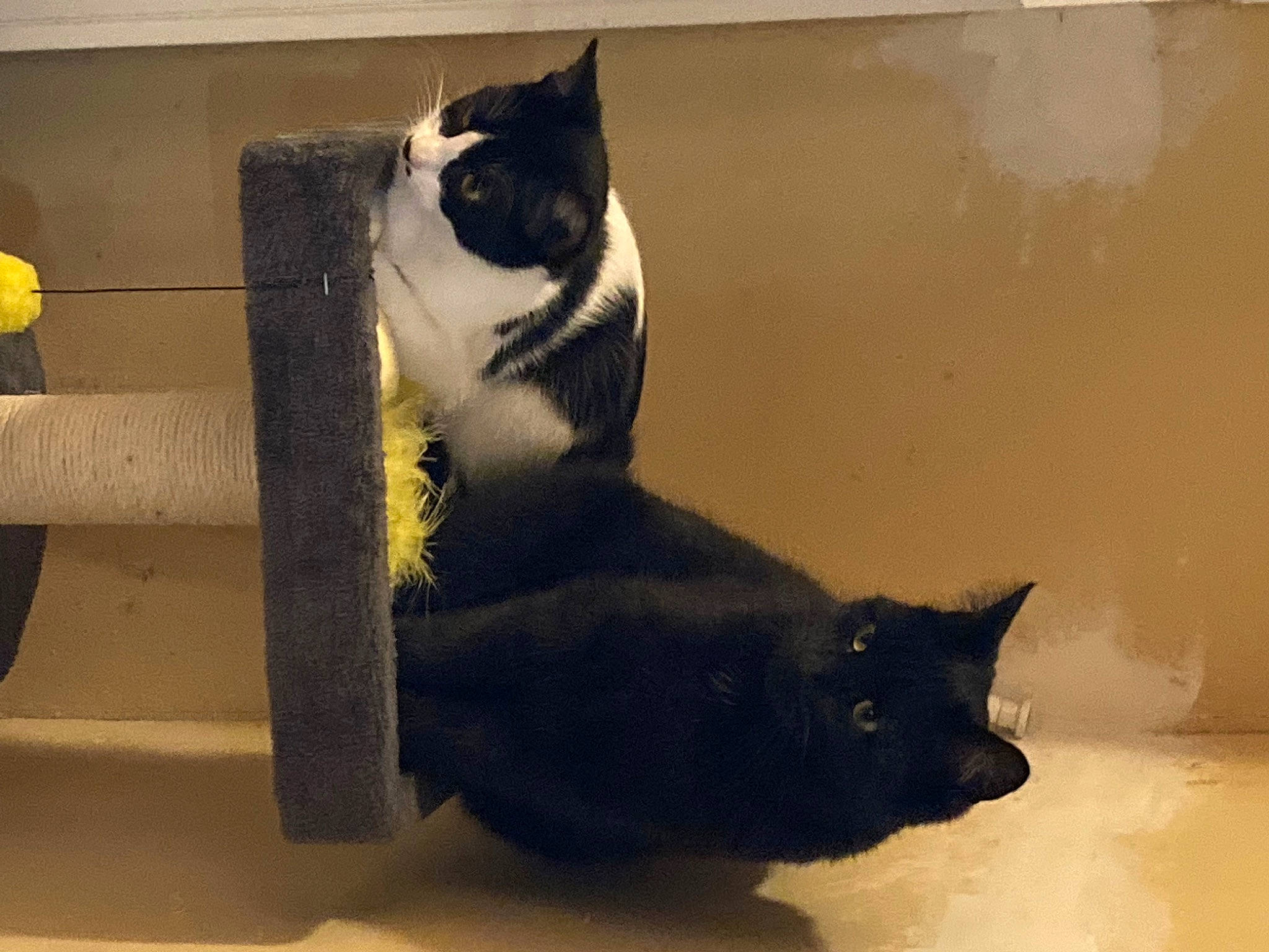 Cahouette a rejoint le concours — aidez-le/la à gagner de superbes lots ! black_cat, carnivore, cat, cat_supply, claw, comfort, domestic_short_haired_cat, felidae, flooring, fur, paw, room, sitting, small_to_medium_sized_cats, snout, stairs, tail, whiskers, window, wood