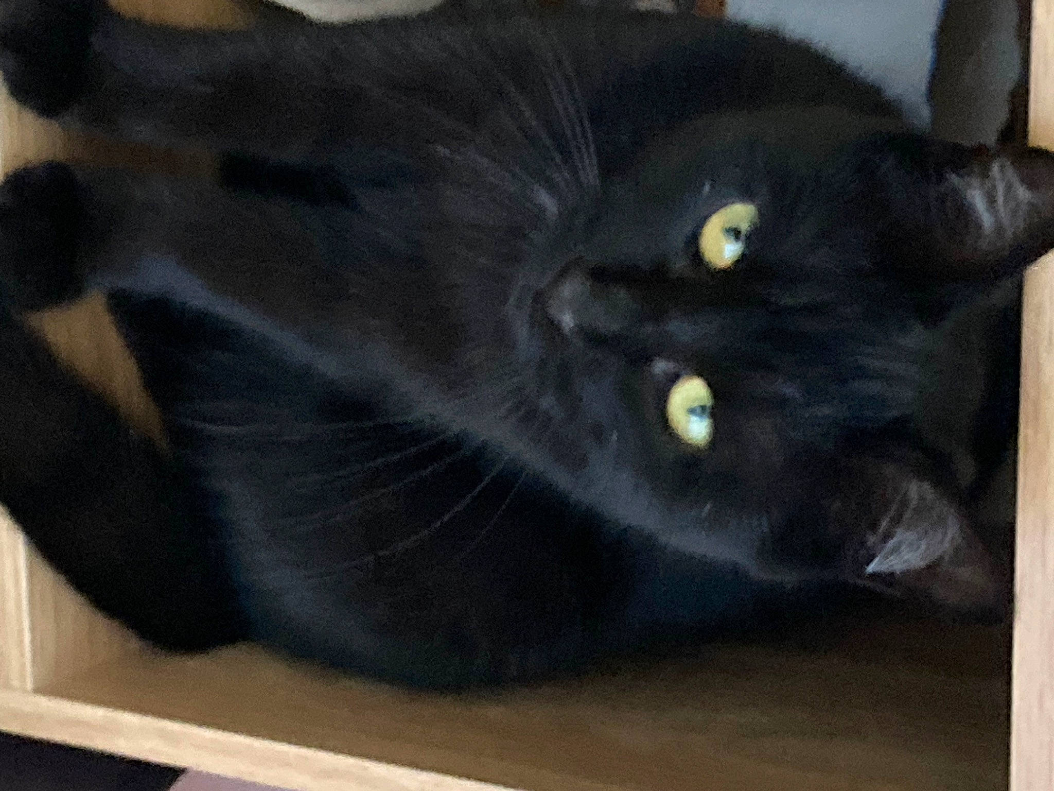 Luna participe au concours pour gagner de l'argent avec cette photo : black_cat, bombay, carnivore, cat, comfort, domestic_short_haired_cat, felidae, fur, grey, small_to_medium_sized_cats, snout, tail, terrestrial_animal, whiskers