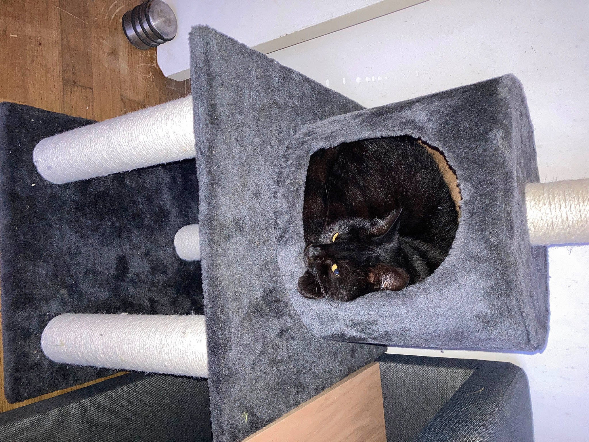 Luna a rejoint le concours — aidez-le/la à gagner de superbes lots ! armrest, carnivore, cat, cat_bed, cat_furniture, cat_supply, chair, domestic_short_haired_cat, felidae, fur, gas, metal, pet_supply, rectangle, room, small_to_medium_sized_cats, spinning, tail, whiskers, wood