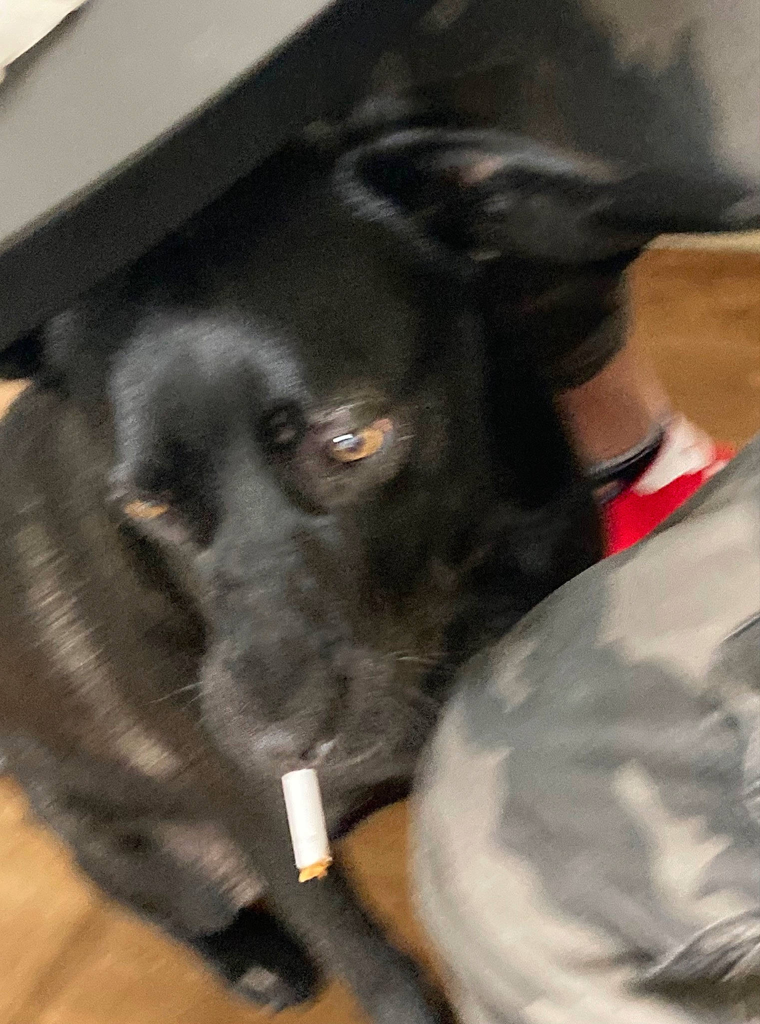 Laya participe au concours pour gagner de l'argent avec cette photo : borador, canidae, carnivore, collar, companion_dog, dog, dog_breed, dog_collar, ear, fur, gesture, guard_dog, liver, pet_supply, retriever, snout, sporting_group, tail, whiskers, working_animal