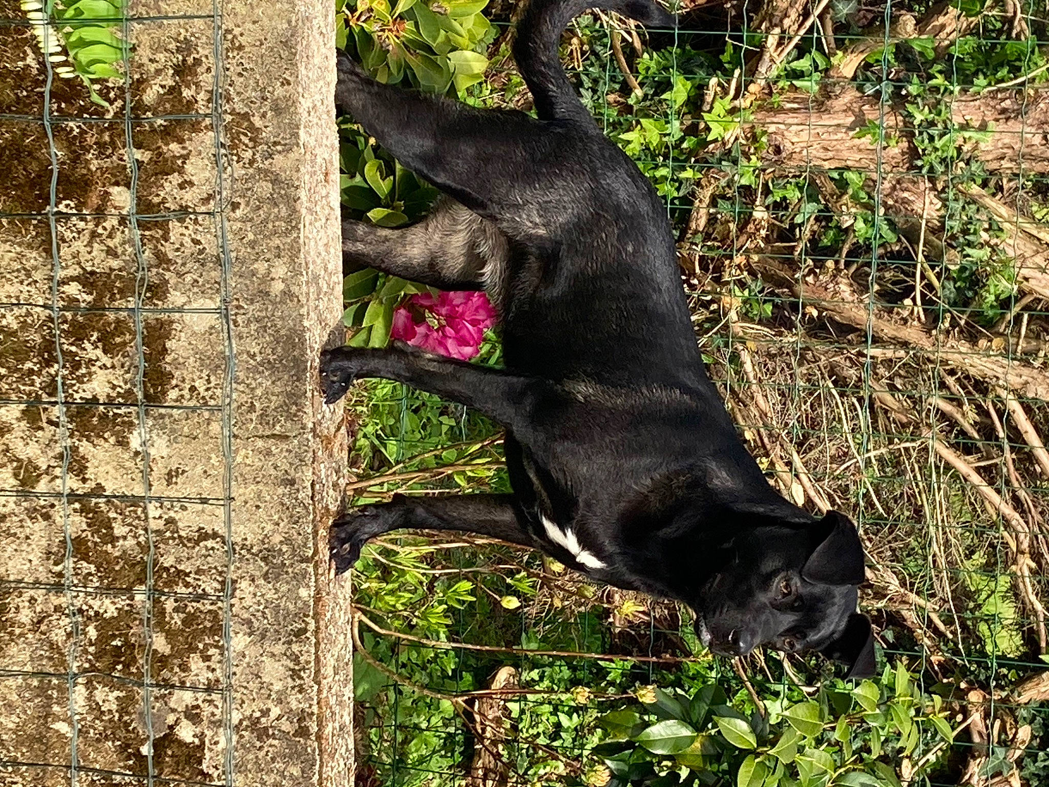 Laya a rejoint le concours — aidez-le/la à gagner de superbes lots ! canidae, carnivore, dog, dog_breed, fawn, felidae, fur, gesture, grass, liver, plant, snout, sporting_group, tail, terrestrial_animal, tree, trunk, wildlife, wood, working_animal