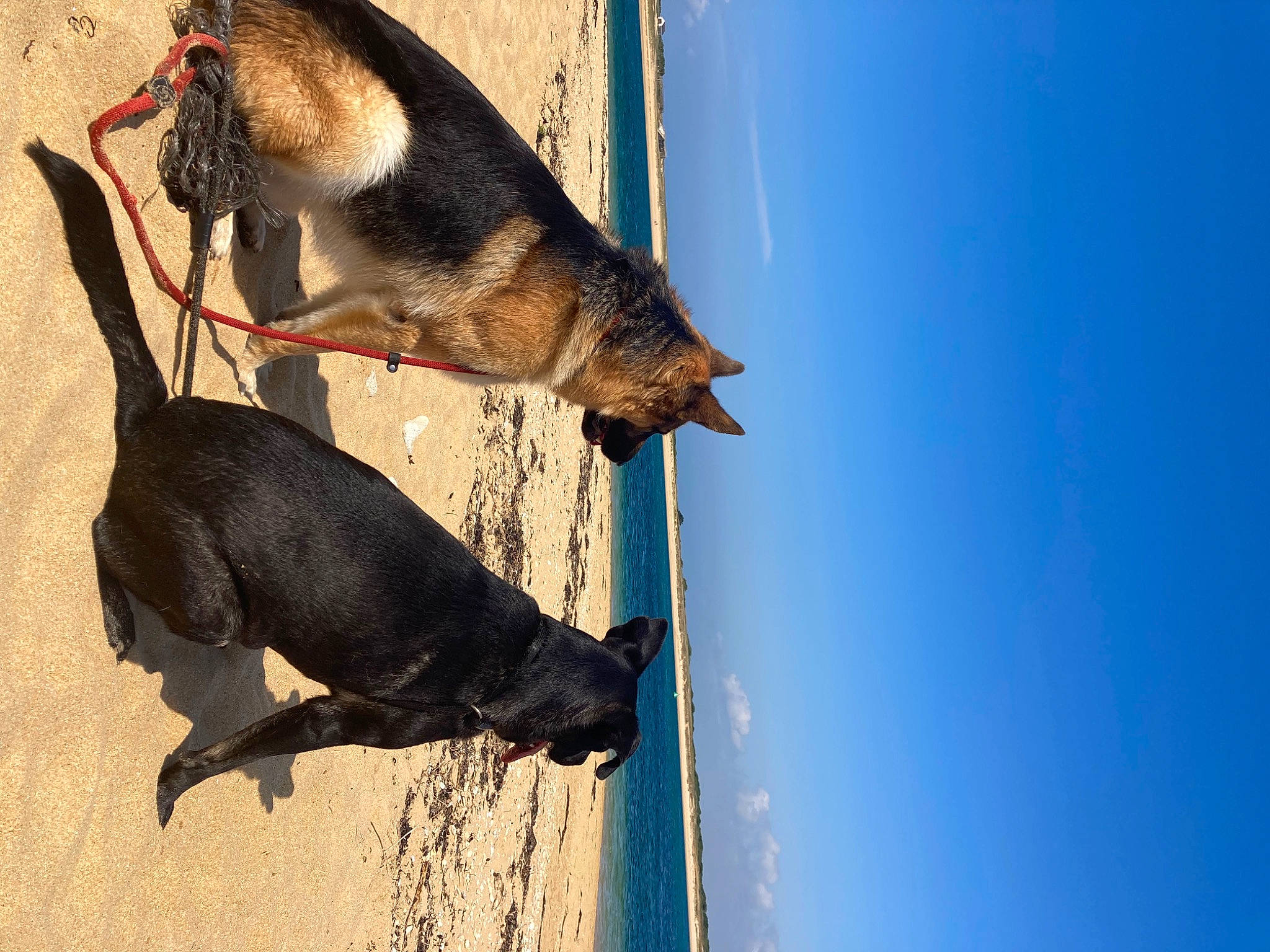 Laya participe au concours pour gagner de l'argent avec cette photo : bat, canidae, carnivore, claw, dog, dog_breed, fawn, fur, guard_dog, paw, shadow, sky, sporting_group, tail, tints_and_shades, wildlife, window, wood, working_dog