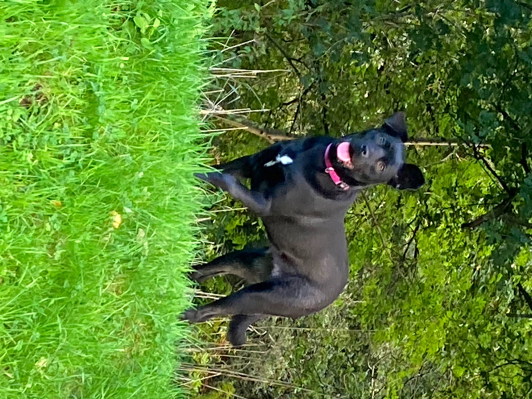 Laya participe au concours pour gagner de l'argent avec cette photo : adventure, canidae, carnivore, collar, companion_dog, dog, dog_breed, dog_collar, dog_supply, fawn, grass, groundcover, pet_supply, plant, shrub, snout, sporting_group, tail, tree, working_animal