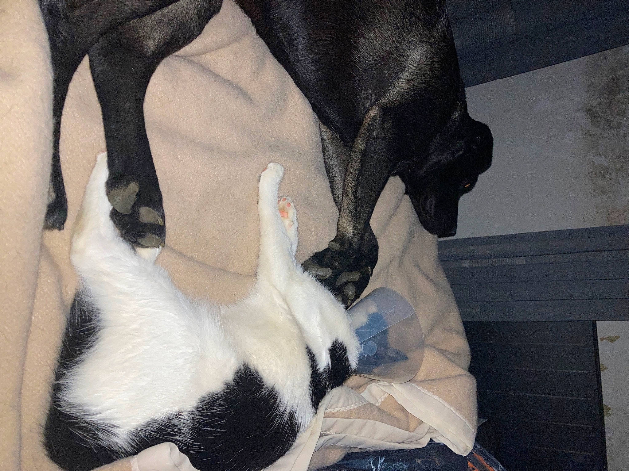 Laya participe au concours pour gagner de l'argent avec cette photo : canidae, carnivore, comfort, companion_dog, dog_breed, fawn, felidae, fur, human_leg, linens, paw, plush, small_to_medium_sized_cats, snout, stuffed_toy, tail, textile, toy, trunk, whiskers