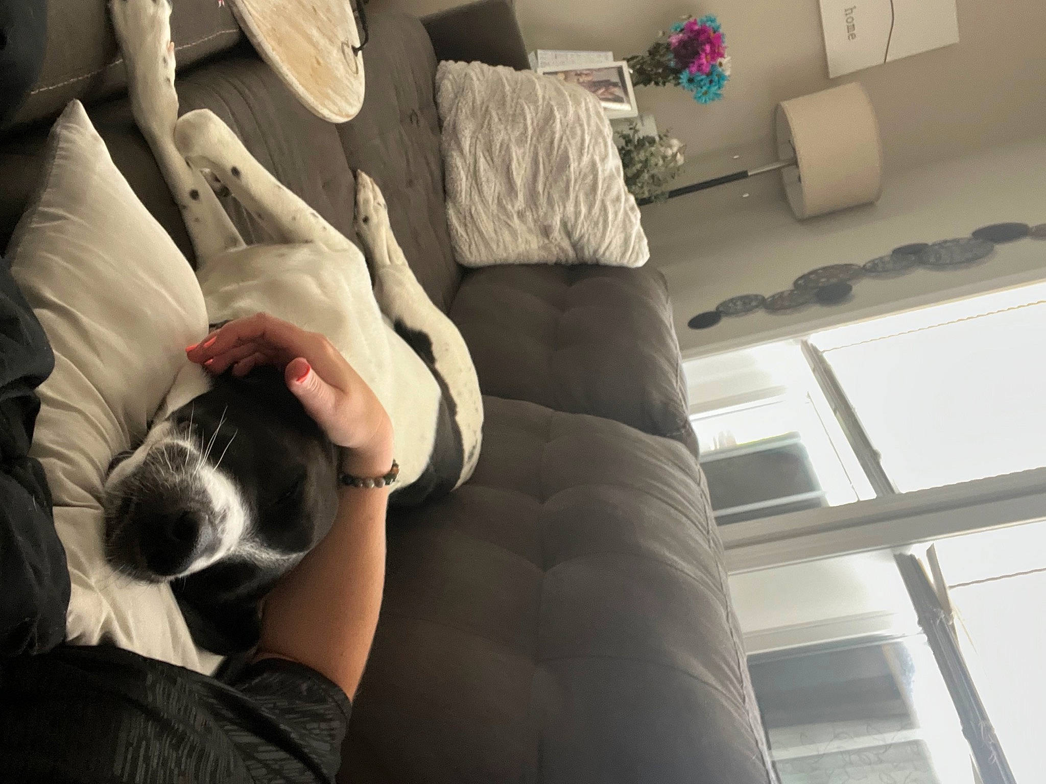Yogi joined the competition — help win amazing prizes! canidae, carnivore, comfort, companion_dog, couch, dog, dog_breed, elbow, flooring, fur, human_leg, knee, linens, nap, room, sitting, snout, sporting_group, thigh, toy_dog