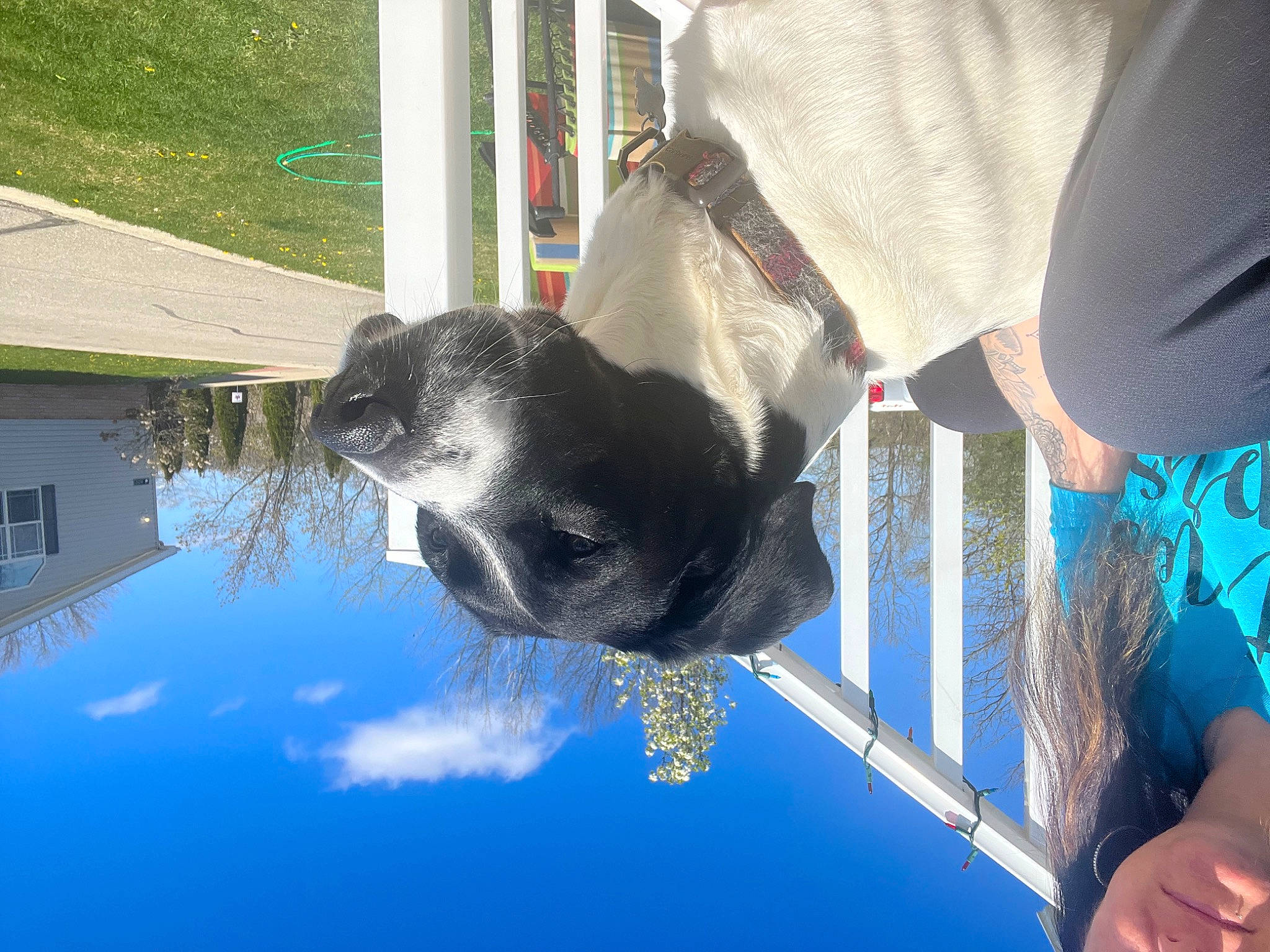 Yogi joined the competition — help win amazing prizes! blue, canidae, carnivore, collar, companion_dog, dog, dog_breed, electric_blue, fun, gesture, leisure, pet_supply, sky, snout, sporting_group, tail, tree, water, window, working_animal