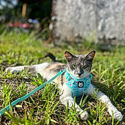 Kali is registered to the contest to win money with this photo: animal, cat, closeup, colorful, cute, daylight, feline, grass, greenery, ground, harness, leash, mammal, nature, outdoor, pet, portrait, relaxed, resting, sunlight