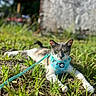 animal, cat, closeup, colorful, cute, daylight, feline, grass, greenery, ground, harness, leash, mammal, nature, outdoor, pet, portrait, relaxed, resting, sunlight