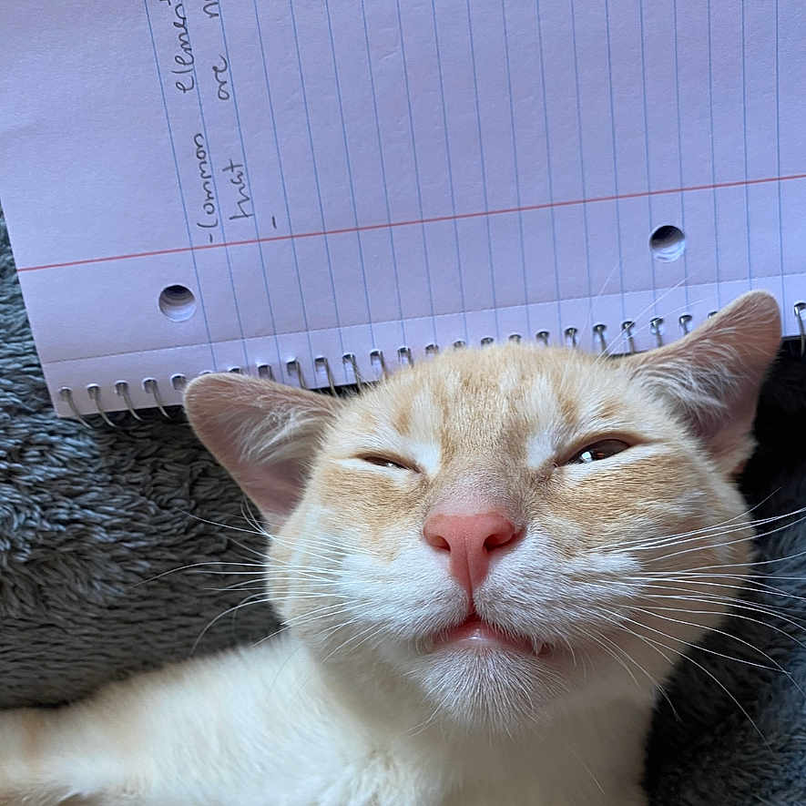 Kai is registered to the contest to win money with this photo: abyssinian, angora, animal, bodypart, cat, computer, electronics, handwriting, hardwood, kitten, laptop, manx, mouth, pc, person, pet, plywood, siamese, text, wood