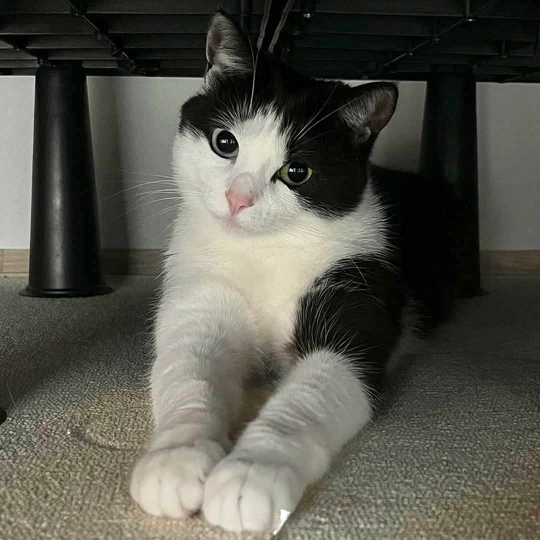 Calina joined the competition — help win amazing prizes! animal, black_and_white, carpet, cat, close_up, curious, cute, domestic, ears, floor, furniture, indoor, mammal, paws, pet, portrait, relaxed, resting, stretching, whiskers